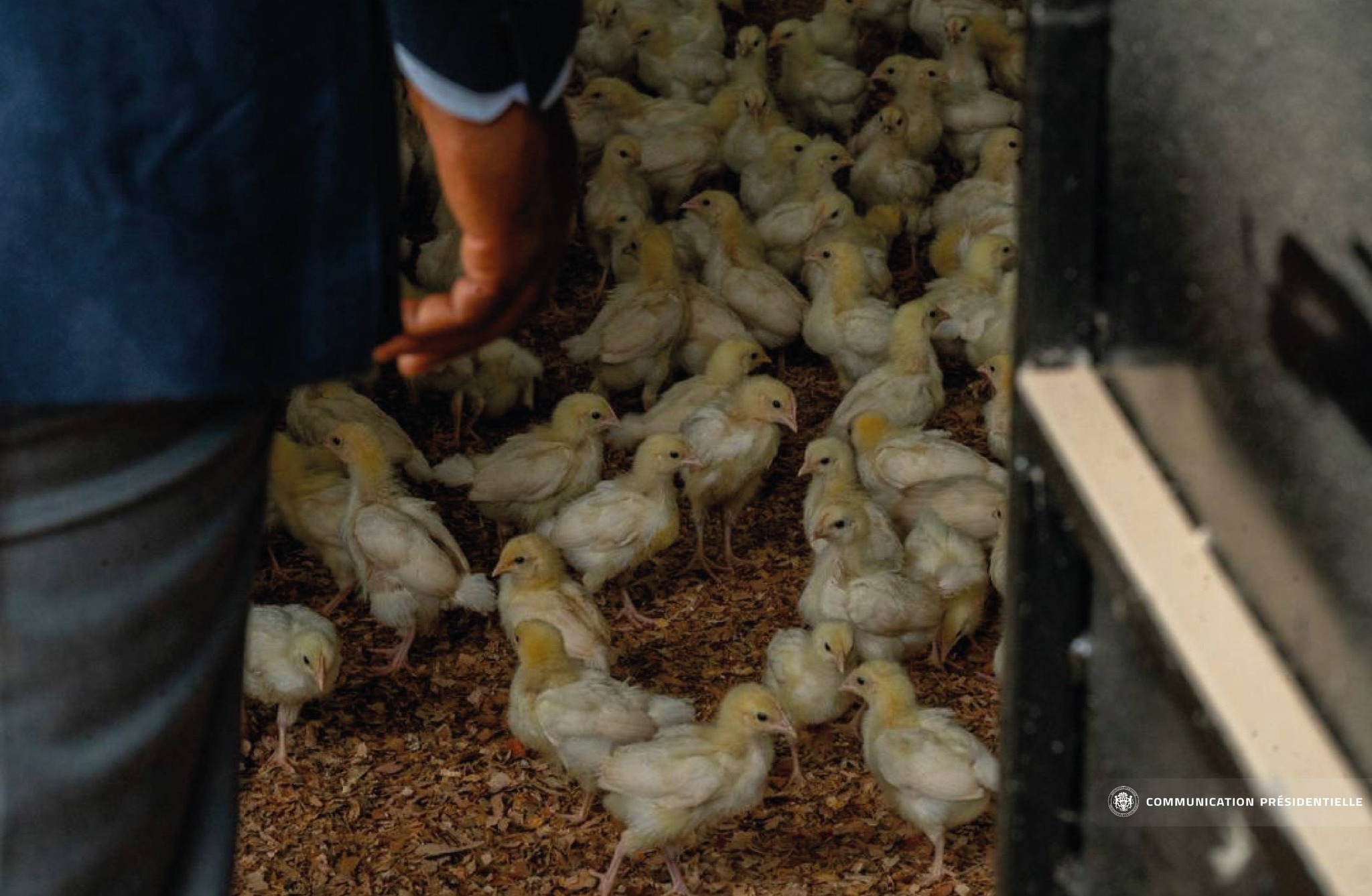 Un nouveau pas dans l’arrêt de l’importation du poulet de chair