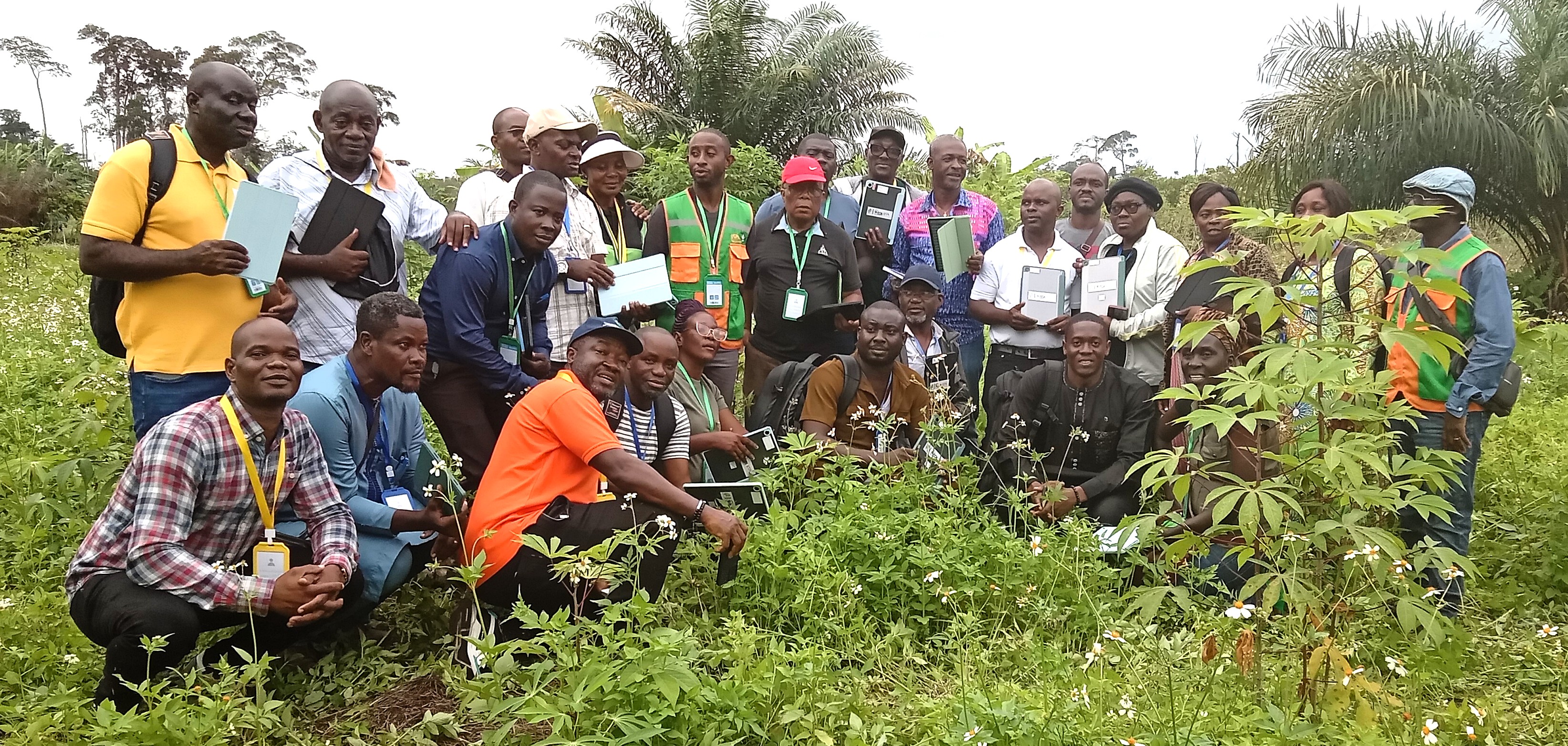 Cap sur la production de semences de manioc et de bananier plantain