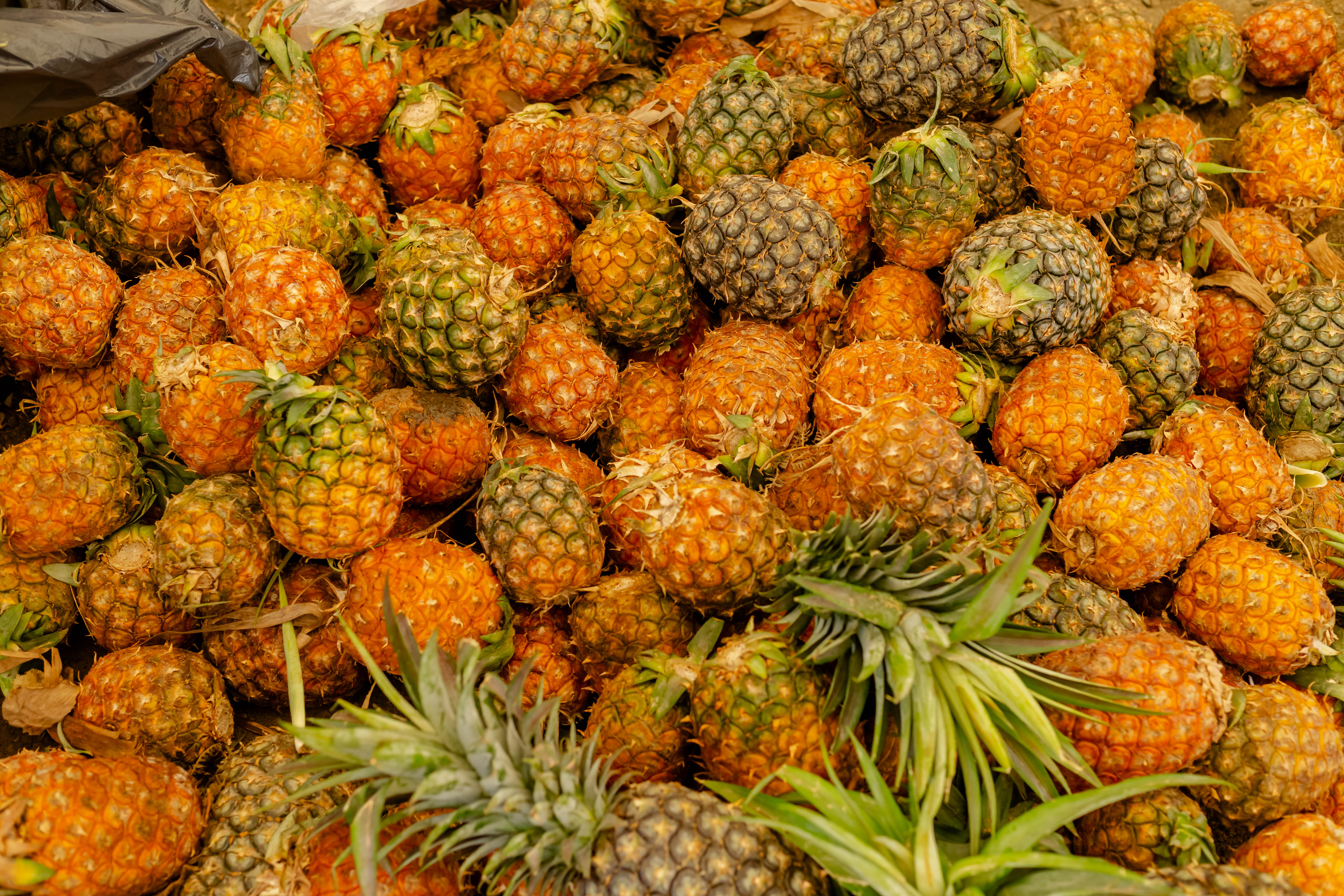 Foire Agricole de Libreville, édition 2025