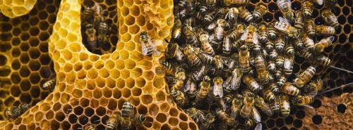Journée Mondiale des Abeilles
